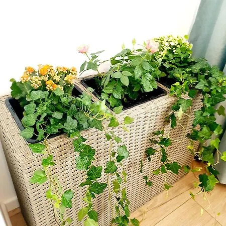 Eden Apartment *